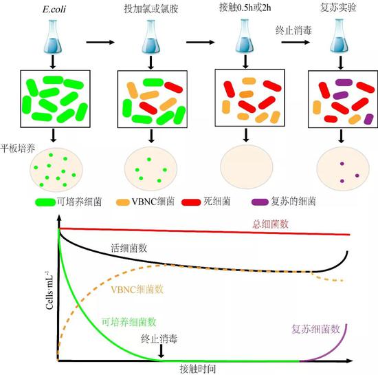 除非超滤膜技术“睡美人”状态的细菌自来水厂难搞定 除非超滤膜技术“睡美人”状态的细菌自来水厂难搞定