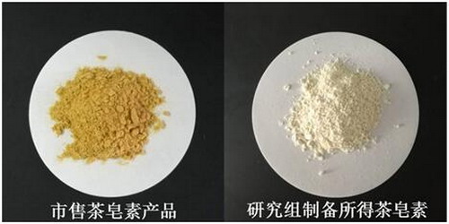 中科院青岛能源所成功开发高纯度茶皂素关键制备技术 中科院青岛能源所成功开发高纯度茶皂素关键制备技术