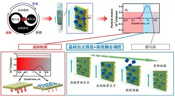 贺高红团队膜结晶连续传质精确控制和应用获重要进展 贺高红团队膜结晶连续传质精确控制和应用获重要进展