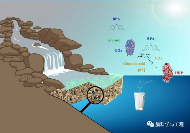 纳滤膜包埋双酶为去除饮用水微污染物构建智能膜系统 纳滤膜包埋双酶为去除饮用水微污染物构建智能膜系统