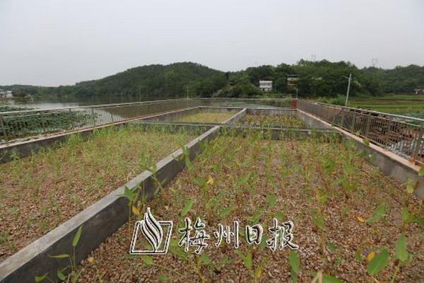 白沙村污水处理站人工湿地 白沙村污水处理站人工湿地