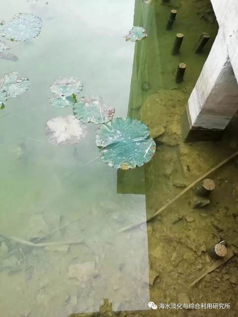 天津海淡所团队赴江西于都县潭头村开展水体净化治理 天津海淡所团队赴江西于都县潭头村开展水体净化治理